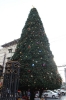 Christmas Tree 2010_11