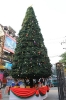 Christmas Tree 2010_6
